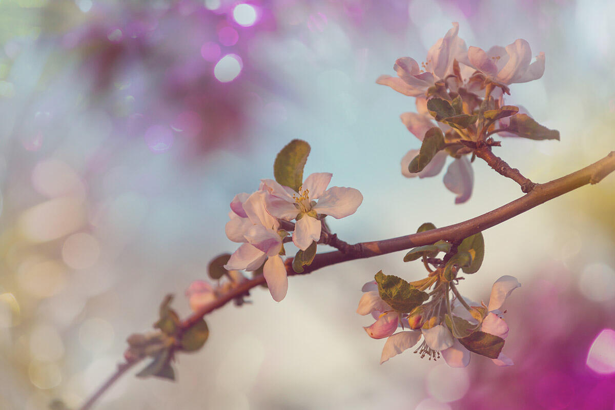 cherry tree flowering branch image