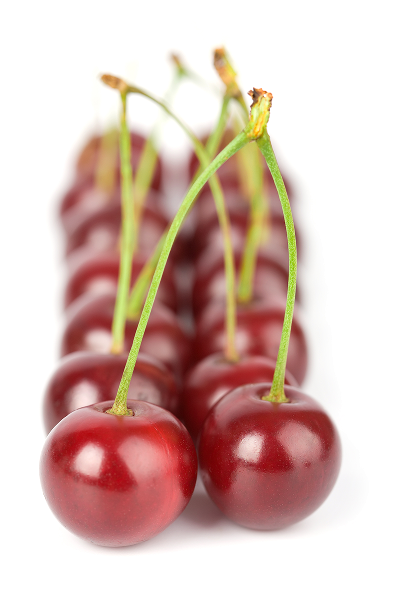 cherry tree flowering branch image